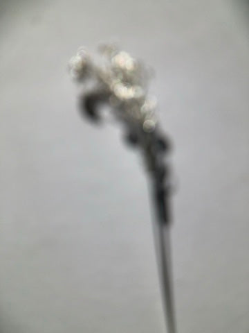 Dew Branch